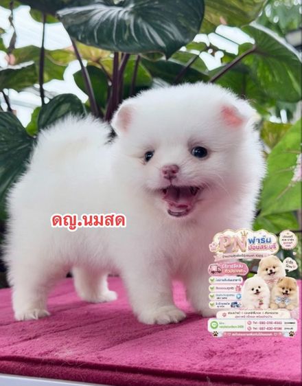 ปอมเมอเรเนียน (Pomeranian) เล็ก ปอมแท้สีขาว