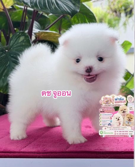 ปอมแท้สีขาว รูปที่ 3
