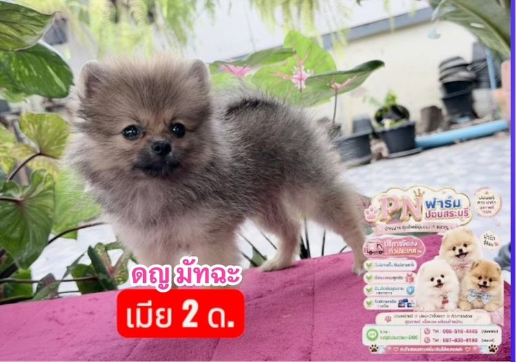 ปอมแท้สีขาว รูปที่ 5