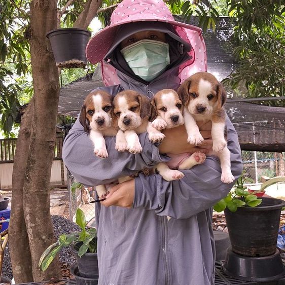 ลูกสุนัขบีเกิ้ลแท้ สายเลือดดี รูปที่ 2