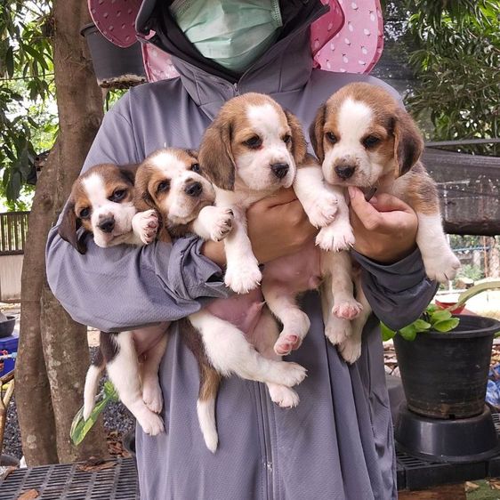 บีเกิล (Beagle) เล็ก ลูกสุนัขบีเกิ้ลแท้ สายเลือดดี