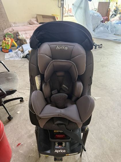 คาร์ซีส aprica cururila