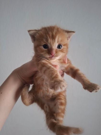 สก็อตติช โฟลด์ (Scottish Fold) สก๊อตติชผสมไทย