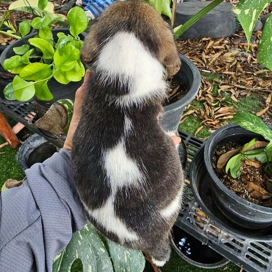 บีเกิล (Beagle) เล็ก บีเกิ้ลสาวน้อยลายวัว
