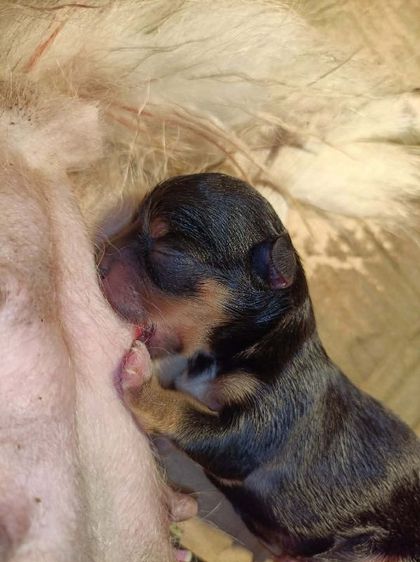ชิวาวา (Chihuahua) เล็ก ชิวาวา เปิดจอง