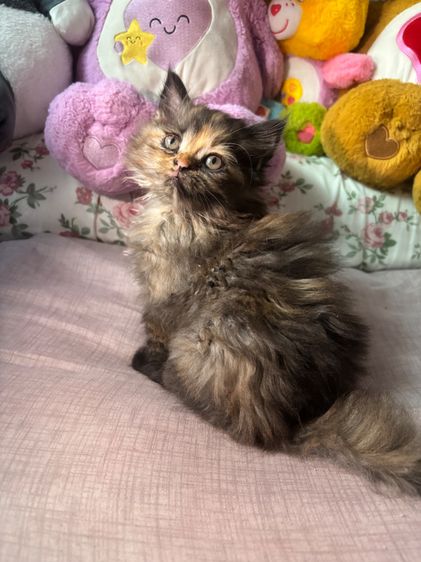 เปอร์เซีย (Persian) แมวเปอร์เซีย สีเปรอะ เพศ ญ