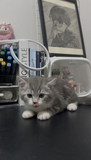 สก็อตติช โฟลด์ (Scottish Fold) ลูกเเมวสก็อตติช