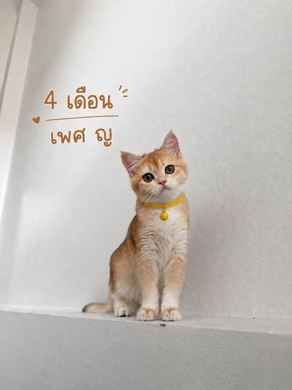 แมวบริติช ชอร์ตแฮร์ รูปที่ 2