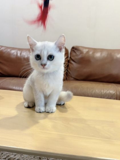 ลูกแมว Scottish Fold