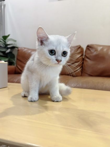ลูกแมว Scottish Fold รูปที่ 6