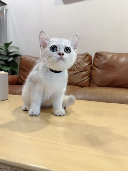 ลูกแมว Scottish Fold รูปที่ 3