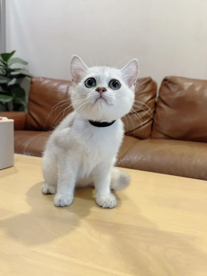 ลูกแมว Scottish Fold รูปที่ 2
