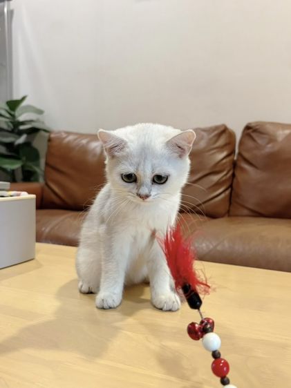 ลูกแมว Scottish Fold รูปที่ 5