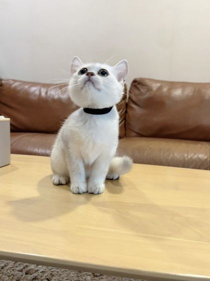 ลูกแมว Scottish Fold รูปที่ 4