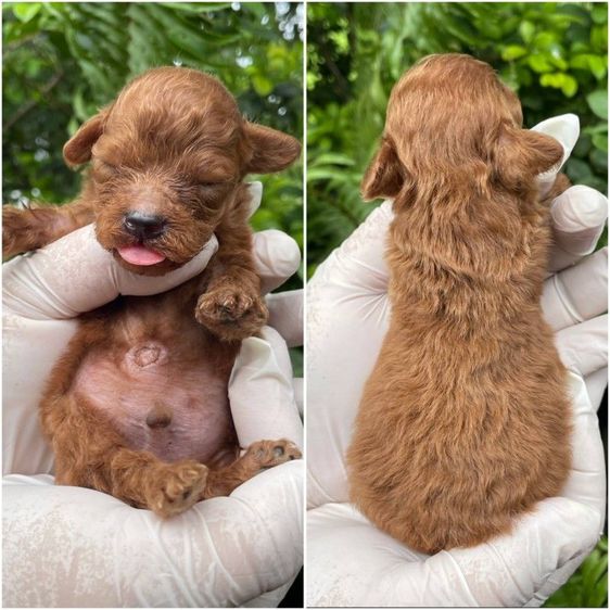 พุดเดิ้ล (Poodle) กลาง เปิดจองลูกสุนัขพุดเดิ้ลแท้