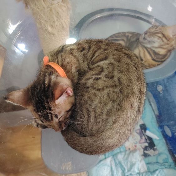 เบงกอล (Bengal House Cat) ลูกแมวเบงกอล พันธุ์แท้