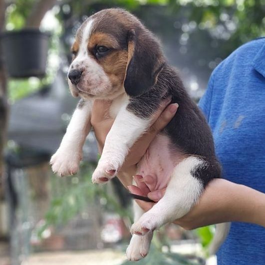 บีเกิล (Beagle) เล็ก ลูกสุนัขบีเกิ้ลผู้หนุ่มหล่อ โครงสร้างสวย สายเลือดดี