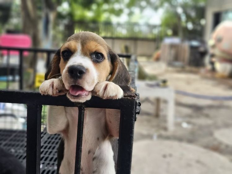 บีเกิล (Beagle) เล็ก ลูกบีเกิ้ลเมีย แท้ สายเลือดดี