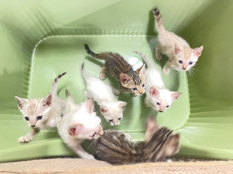 เบงกอล (Bengal House Cat) เปิดจองลูกแมวเบงกอลแท้