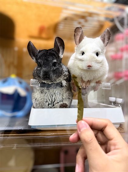 ชินชิลล่า เพศผู้และเพศเมีย