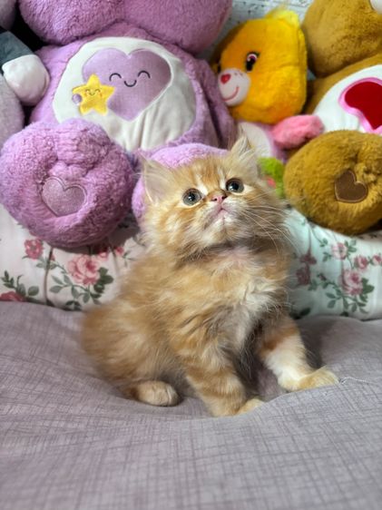 เปอร์เซีย (Persian) แมวเปอร์เซีย