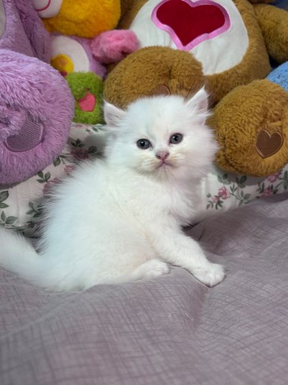 เปอร์เซีย (Persian) ลูกแมวเปอร์เซีย สีขาว