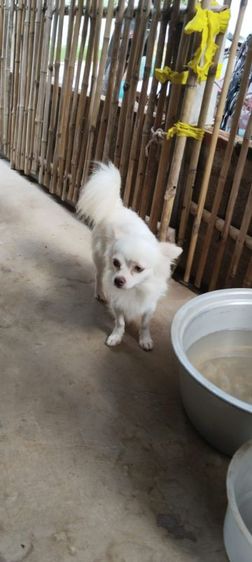 ชิวาวา (Chihuahua) เล็ก แบ่งพ่อพันธุ์ชิวาวา
