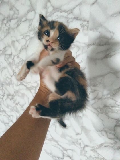 เปอร์เซีย (Persian) น้องแมวเปอร์เซียผสมอเมริกัน