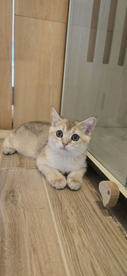 เเมวบริติช ช๊อตเเฮร์ รูปที่ 4