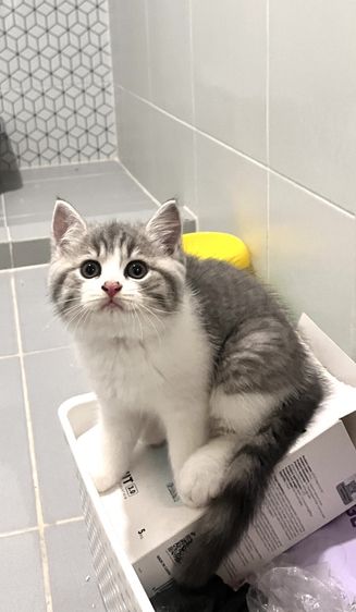 สก็อตติช โฟลด์ (Scottish Fold) สก๊อตติช เพศเมีย