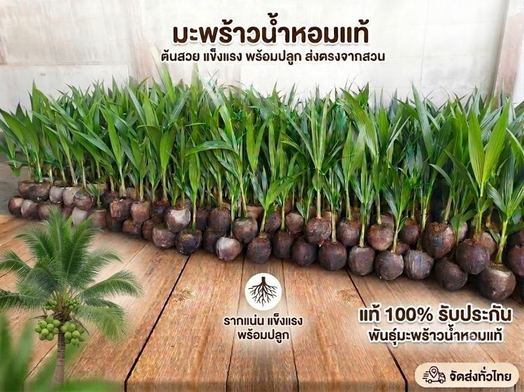 ต้นพันธุ์มะพร้าวน้ำหอมแท้100℅