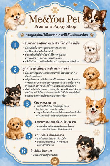 สุนัขพันธุ์ที่ฮิตมากในเกาหลี รูปที่ 4