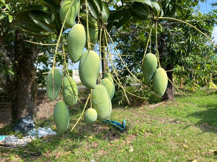 ขายที่ดิน 1 ไร่ ตำบลสาริกา อำเภอเมืองนครนายก ติดถนน มีโฉนด ใกล้บ้านพูลวิลล่า รูปที่ 2
