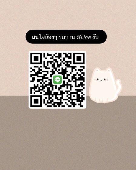 ลูกแมว Scottish Fold รูปที่ 7