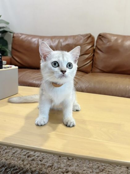 ลูกแมว Scottish Fold รูปที่ 3