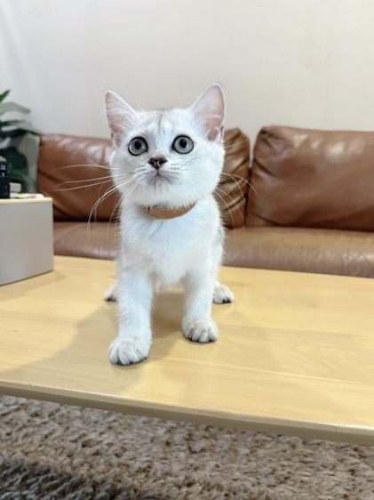 ลูกแมว Scottish Fold รูปที่ 5