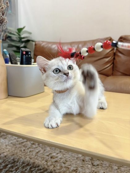 ลูกแมว Scottish Fold รูปที่ 4