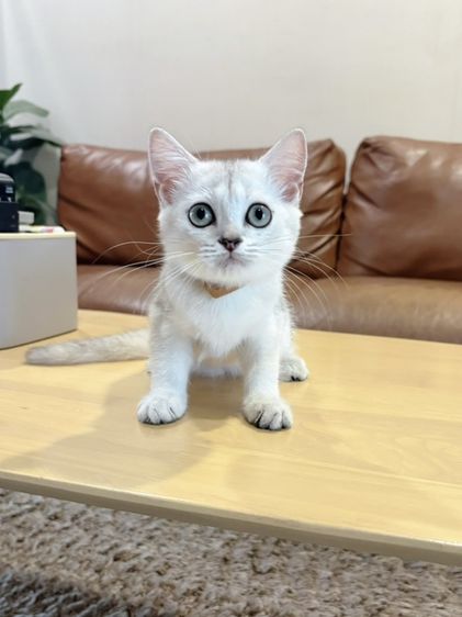 ลูกแมว Scottish Fold รูปที่ 6