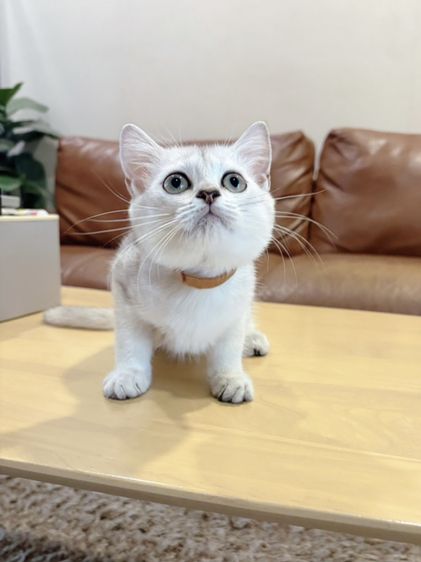 ลูกแมว Scottish Fold