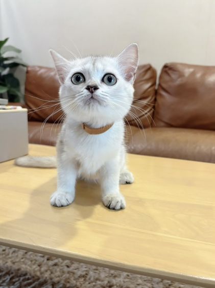 ลูกแมว Scottish Fold รูปที่ 2