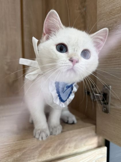บริติช ชอร์ตแฮร์ (British Shorthair) บริติชช็อตแฮร์ Ny1133 สีพ้อย
