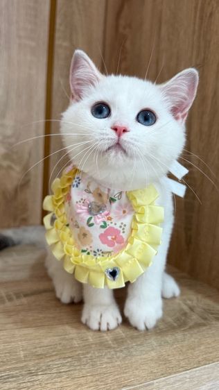 บริติช ชอร์ตแฮร์ (British Shorthair) แมวบริติชช็อตแฮร์ สีพ้อย Ny1133 พร้อมย้าย‼️