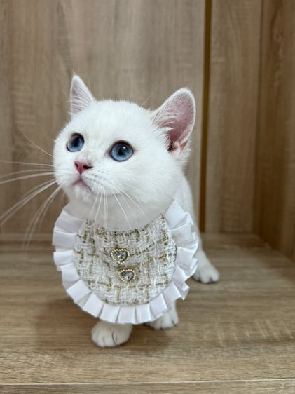 บริติช ชอร์ตแฮร์ (British Shorthair) ลูกแมวบริติชช็อตแฮร์ พร้อมย้าย‼️ ฟอร์มจึ้ง เป็นแม่พันธุ์ได้💗