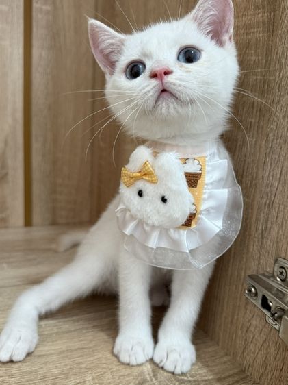 บริติช ชอร์ตแฮร์ (British Shorthair) ลูกแมวบริติชช็อตแฮร์ สีโกลเด้นพ้อย พร้อมย้าย‼️