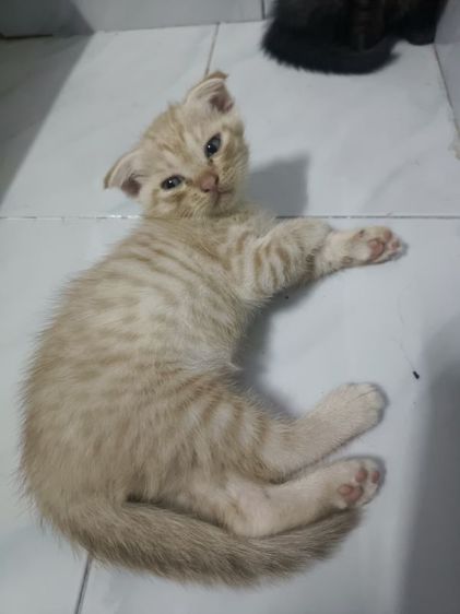 สก็อตติช โฟลด์ (Scottish Fold) สัตว์เลี้ยง