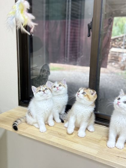 สก็อตติช โฟลด์ (Scottish Fold) สก๊อตติชโฟลด์