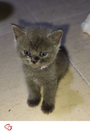บริติช ชอร์ตแฮร์ (British Shorthair) น้องสีบลู
