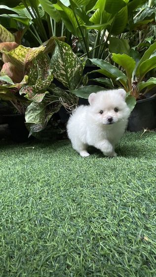 ปอมเมอเรเนียน (Pomeranian) เล็ก ปอมแท้รังสิต