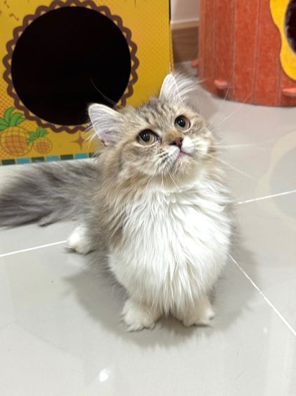 มันช์กิ้น (Munchkin) มันช์กิ้น
