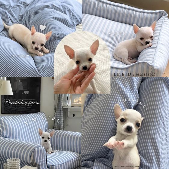 ชิวาวา (Chihuahua) เล็ก ลูกหมา ชิวาวา